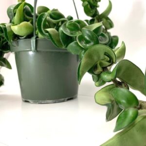 Hindu Rope Plant