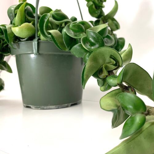 Hindu Rope Plant