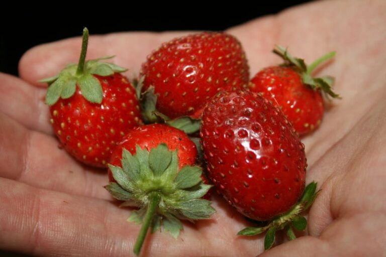 Homegrown, ripe, red strawberries in hand