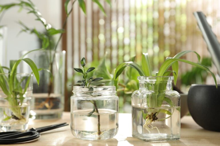 Houseplant cuttings rooting in jars of water on table in brightly lit room