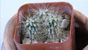How to Grow Baby Saguaro Cactus Indoors