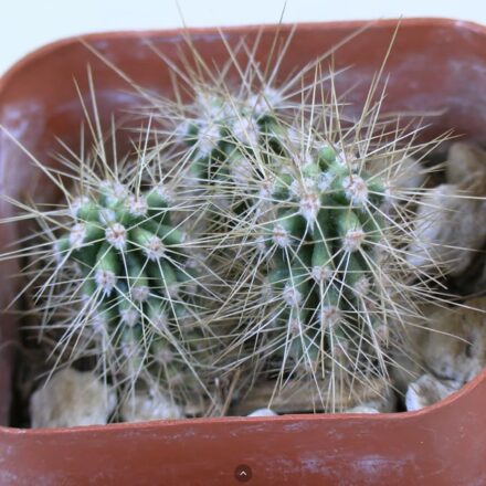 How to Grow Baby Saguaro Cactus Indoors