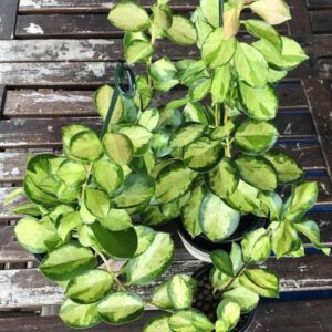 Hoya Australis Plant Care