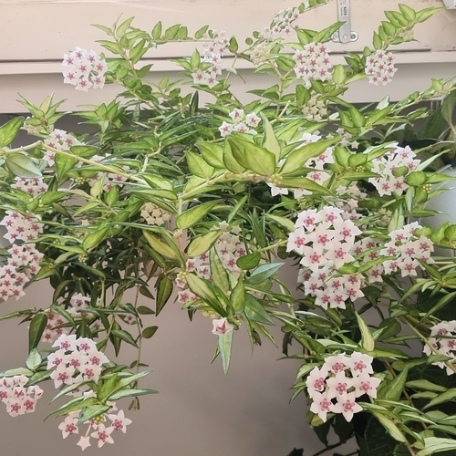 Hoya Bella Plant Care