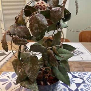 Hoya Caudata Plant Care