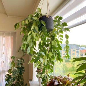 Hoya polyneura Plant Care