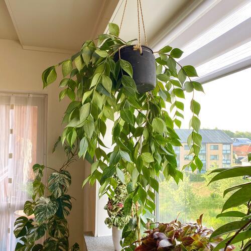 Hoya polyneura Plant Care