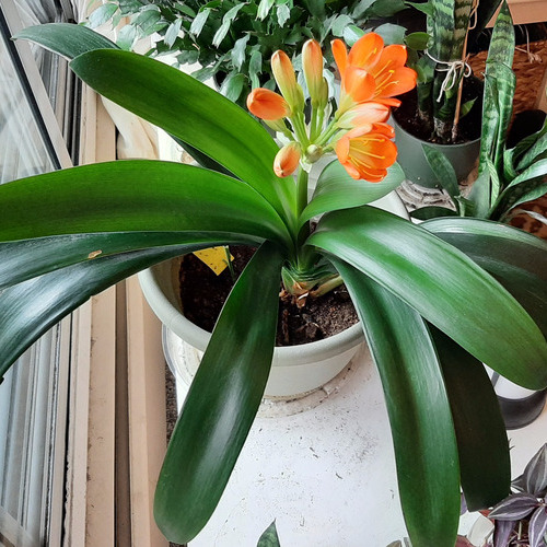 Kaffir Lily Plant Care