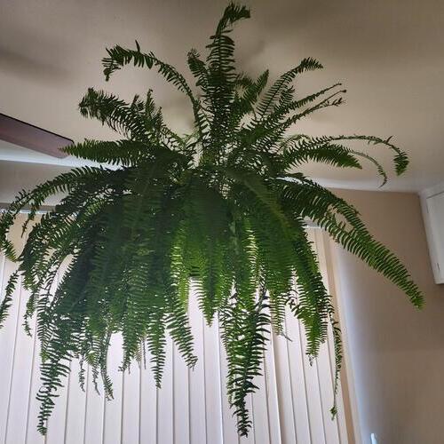 Kimberley Queen Fern Plant Care