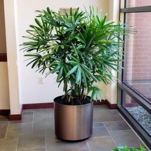 Lady Palm Plant Care