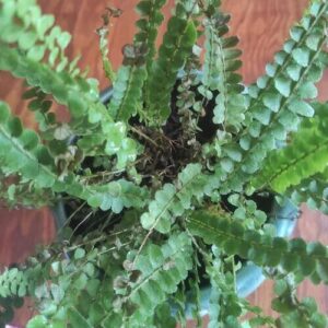 Lemon Button Fern Plant Care
