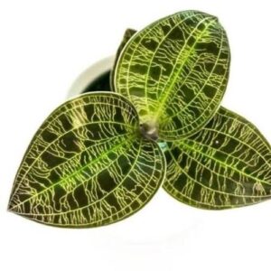 Lightning Bot Jewel Orchid Plant Care