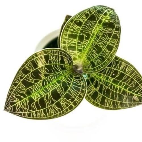 Lightning Bot Jewel Orchid Plant Care