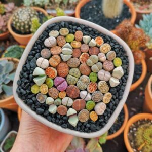 Living Stones Plant Care