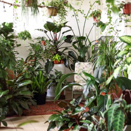 Lush plant room with multiple tropical plants and chair for sitting