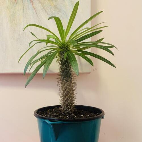 Madagascar Palm Plant Care
