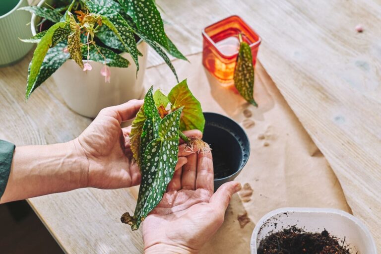 Man carefully repotting rare indoor plants