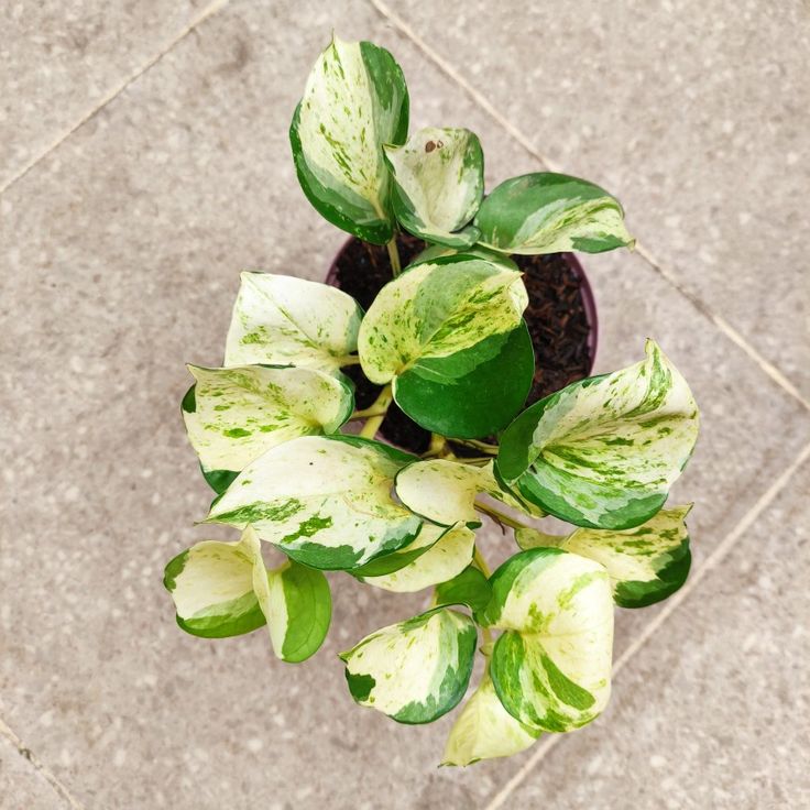 Manjula Pothos