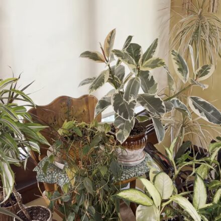Mealybug Destroyer