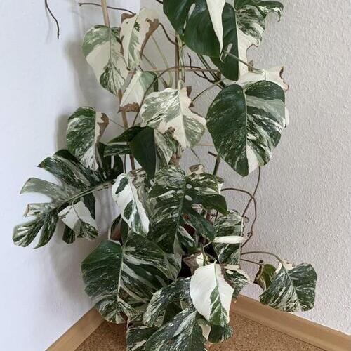 Monstera Albo Plant Care