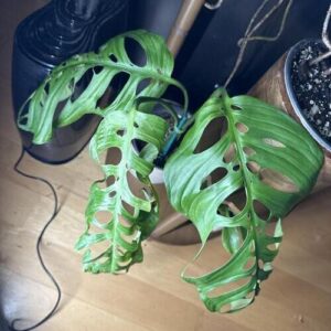 Monstera Esqueleto Plant Care
