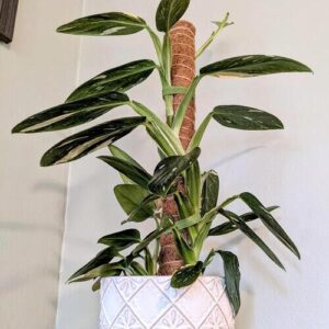 Monstera Standleyana Plant Care