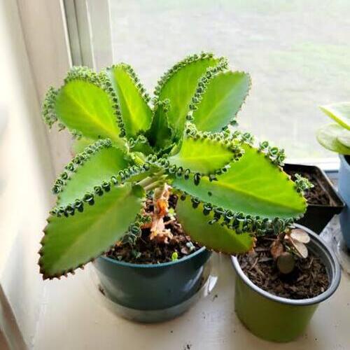 Mother of Thousands Plant Care