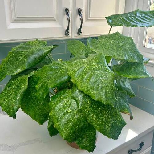 Network Plant Care