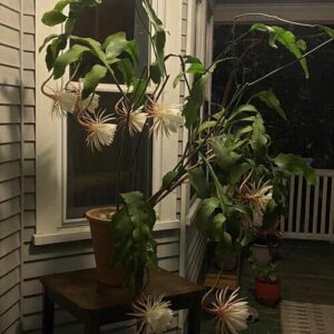 Night Blooming Cereus Plant Care