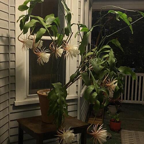 Night Blooming Cereus Plant Care