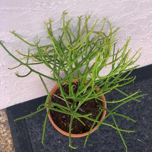Pencil Cactus Plant Care