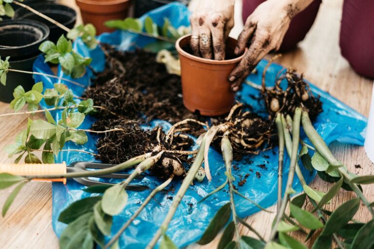 Person dividing a ZZ plant into multiple pots