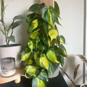 Philodendron Brasil Plant Care