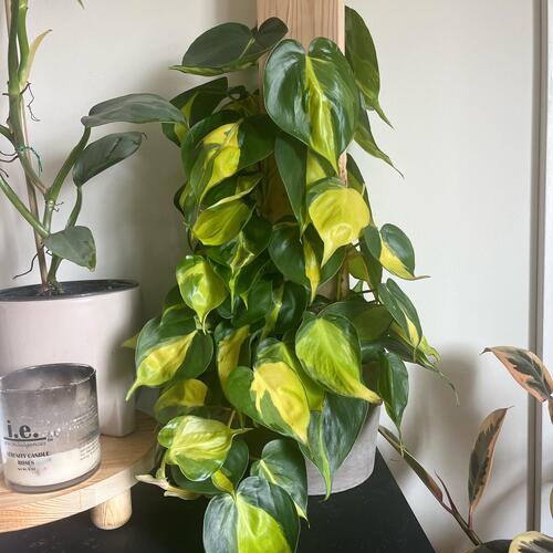 Philodendron Brasil Plant Care