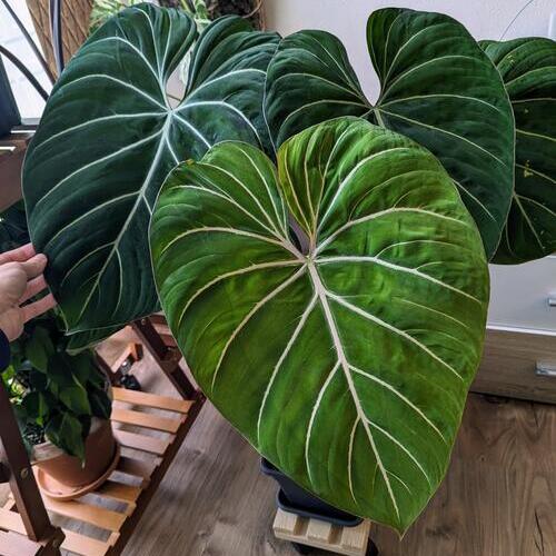 Philodendron Gloriosum Plant Care