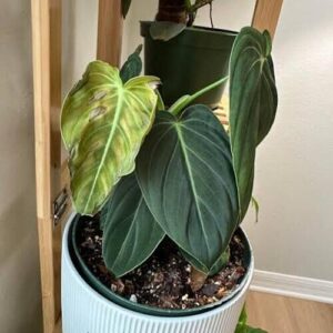 Philodendron Melanochrysum Plant Care
