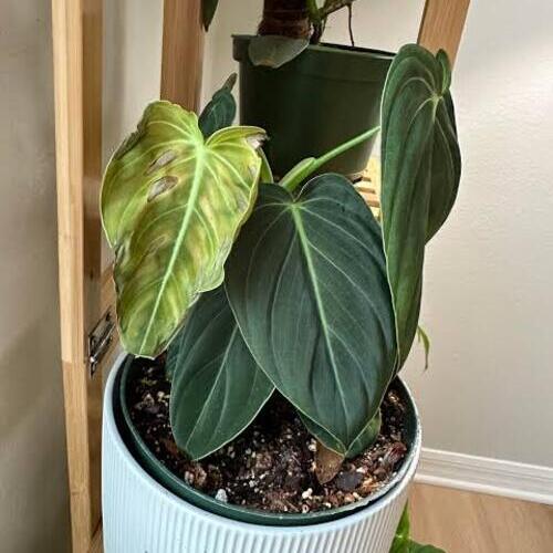 Philodendron Melanochrysum Plant Care