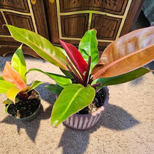Philodendron Prince of Orange Plant Care