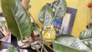 Philodendron 'Red Congo' in My Indoor Garden