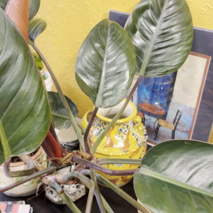 Philodendron 'Red Congo' in My Indoor Garden