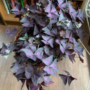 Purple Shamrock