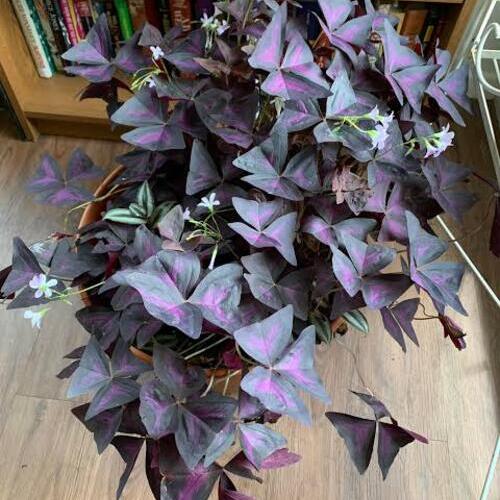 Purple Shamrock