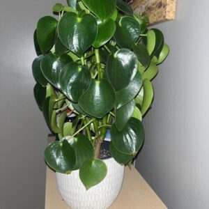 Raindrop Peperomia (Peperomia polybotrya) Plant Care