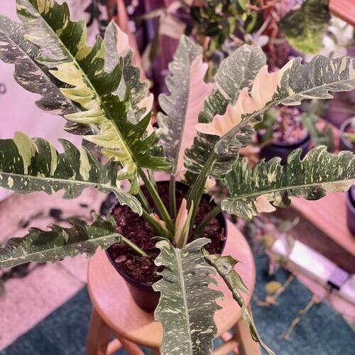 Ring of Fire Plant Care