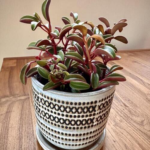 Ruby Glow Peperomia Plant Care