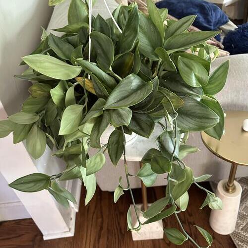 Scindapsus Treubii Plant Care