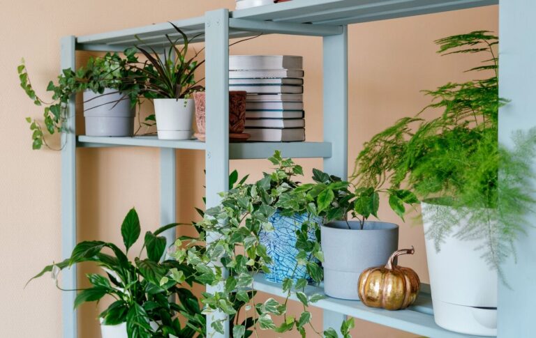 Shelving unit containing healthy, vibrant houseplants and a stack of books
