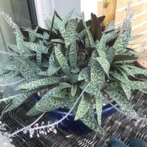 Silver Squill Plant Care