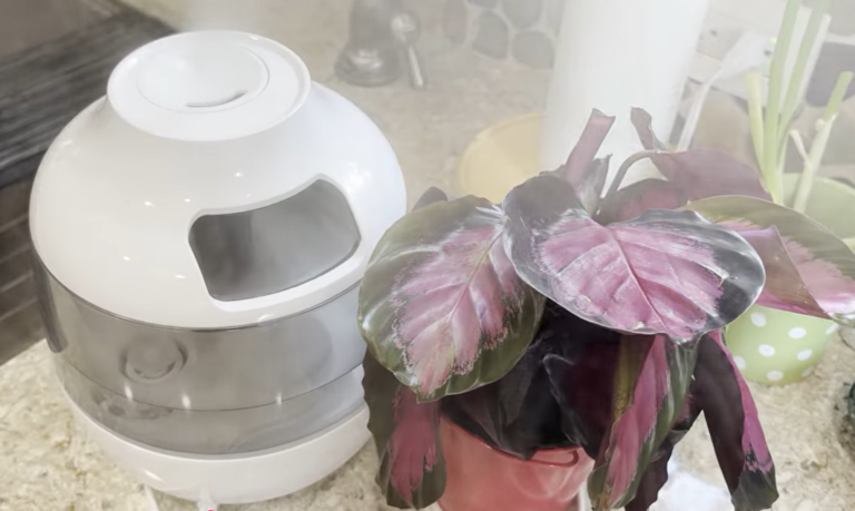 Small humidifier running next to Crimson Queen Calathea Plant