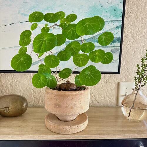Stephania Erecta Plant Care